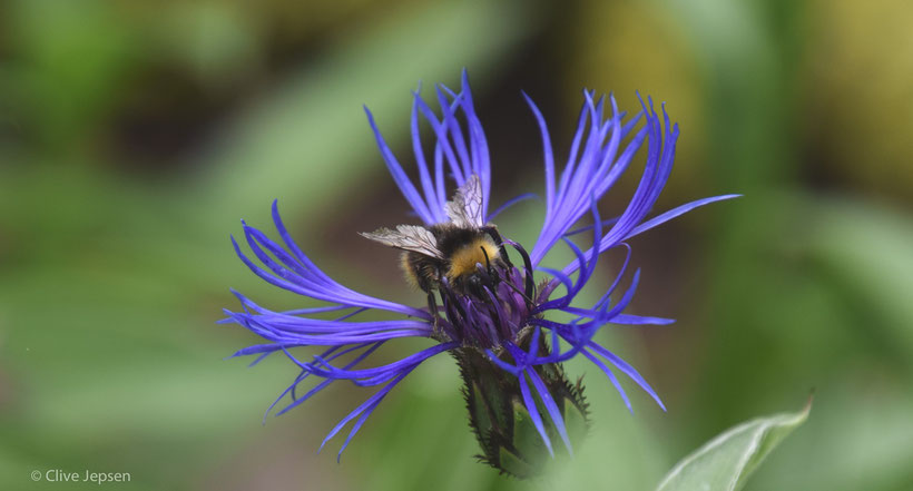 Kopfüber ins Glück mag die Hummel denken.  Ein totaler körperlicher Einsatz von ihr. 