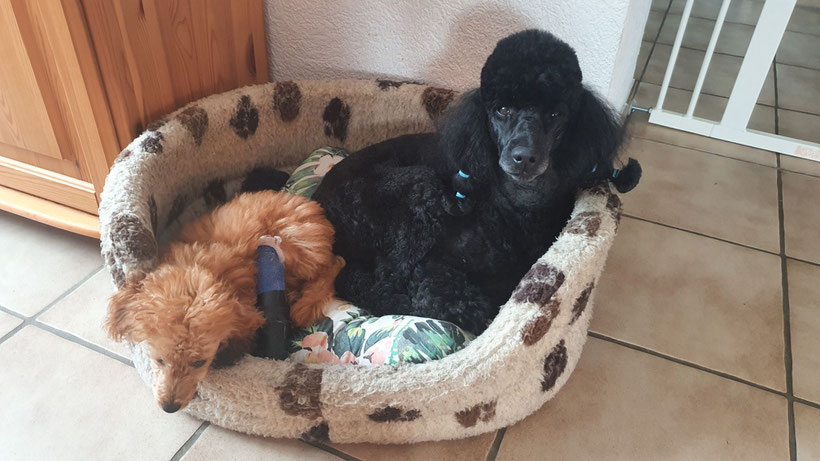 Zuhause, Sylou und Nanou teilen sich ein Körbchen