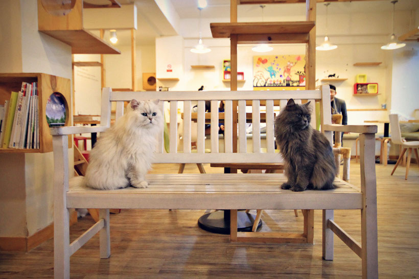 Visiting Tom's Cat Cafe in Seoul