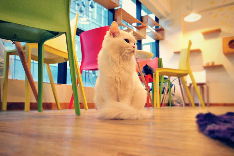 Visiting Tom's Cat Cafe in Seoul