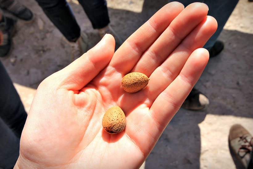 Fresh almonds, picked from the tree. Too bad I didn't had a nut cracker with me. © Sabrina Iovino | JustOneWayTicket.com