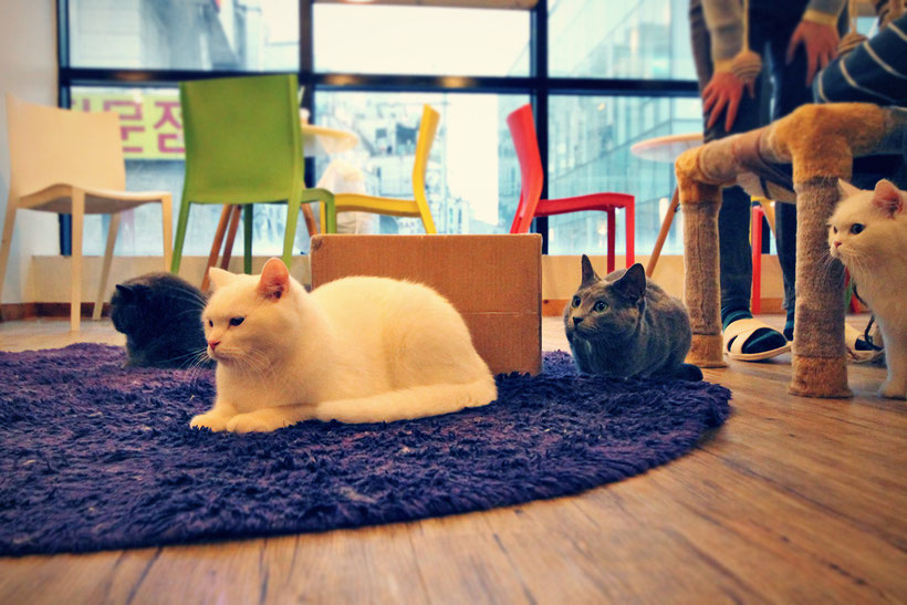 A Day in a Cat Café in Seoul, South Korea © Sabrina Iovino | JustOneWayTicket.com