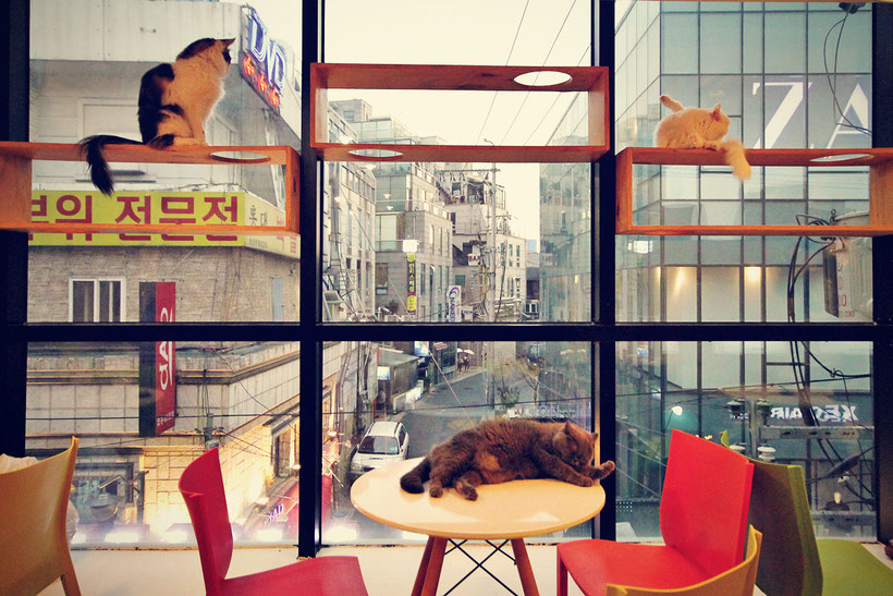 A Day in a Cat Café in Seoul, South Korea © Sabrina Iovino | JustOneWayTicket.com