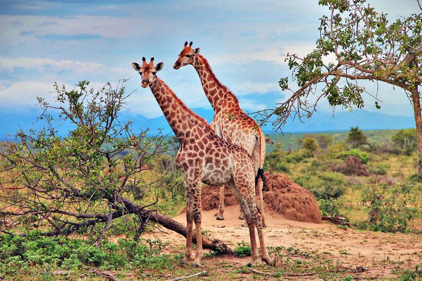 Giraffes in their natural habitat | Where to find the big 5 - The Ultimate Guide to Wildlife Safari in South Africa | via @Just1WayTicket | Photo © Sabrina Iovino
