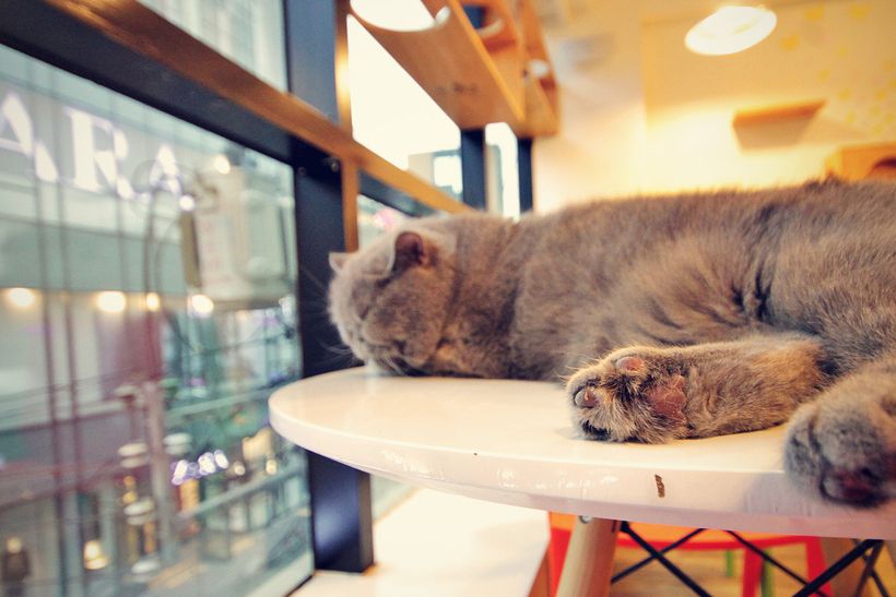 A Day in a Cat Café in Seoul, South Korea © Sabrina Iovino | JustOneWayTicket.com