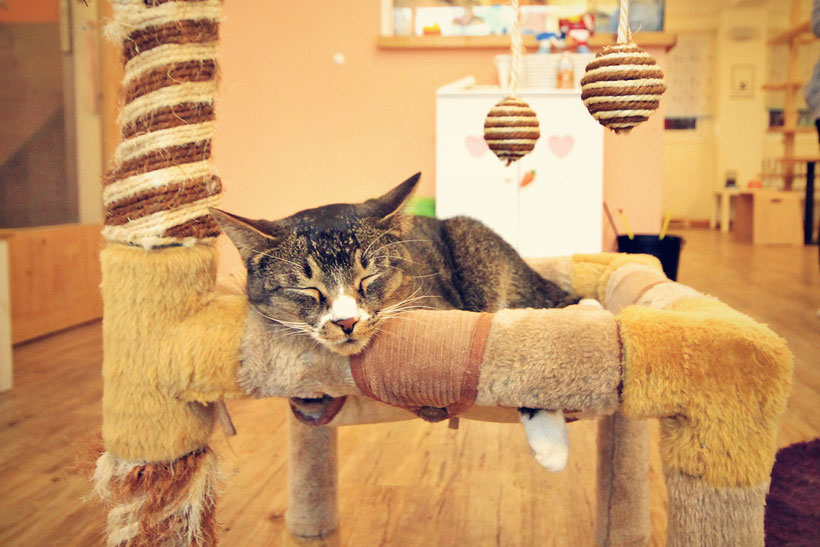 I visited a cat cafe in Korea and I didn't like it - La Vida Nómade