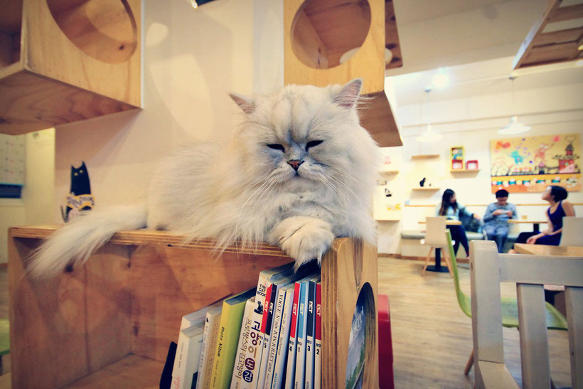 A Day in a Cat Café in Seoul, South Korea © Sabrina Iovino | JustOneWayTicket.com