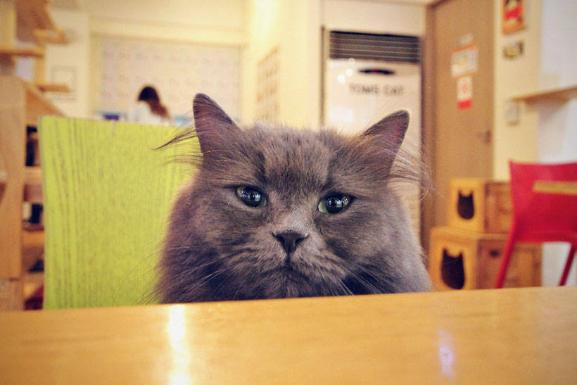 A Day in a Cat Café in Seoul, South Korea © Sabrina Iovino | JustOneWayTicket.com