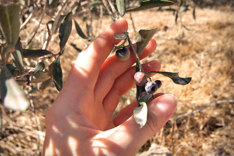 Sebastia Archaeological Park is rich in olive trees, which were - unfortunately - not ripe yet. © Sabrina Iovino | JustOneWayTicket.com