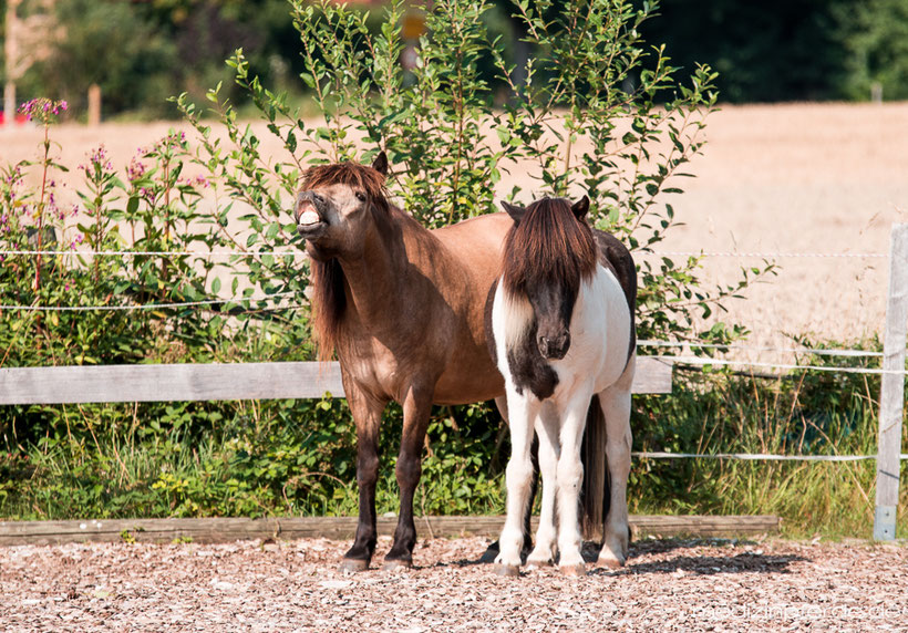 Horse Speak Kurs mit Kirsti Ludwig, Sharon Wilsie, Pferdesprache lernen, Pferd verstehen, Sprachkurs Pferd in Deutschland, Bayern, Beziehung zum Pferd