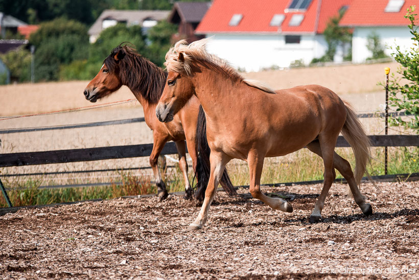 Horse Speak Kurs mit Kirsti Ludwig, Sharon Wilsie, Pferdesprache lernen, Pferd verstehen, Sprachkurs Pferd in Deutschland, Bayern, Beziehung zum Pferd