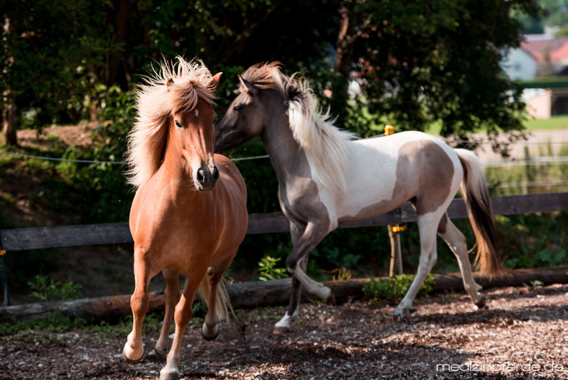 Horse Speak Kurs mit Kirsti Ludwig, Sharon Wilsie, Pferdesprache lernen, Pferd verstehen