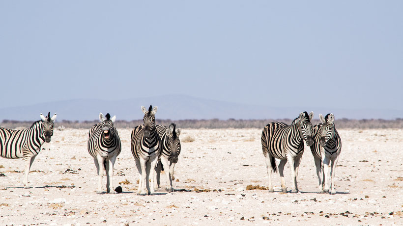 Zebras Etosha National Park Namibia