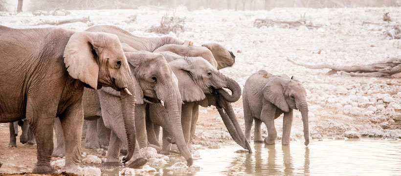 Elefanten Etosha National Park Namibia