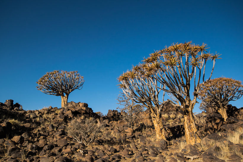 Köcherbaumwald Mesosaurus Camp Namibia