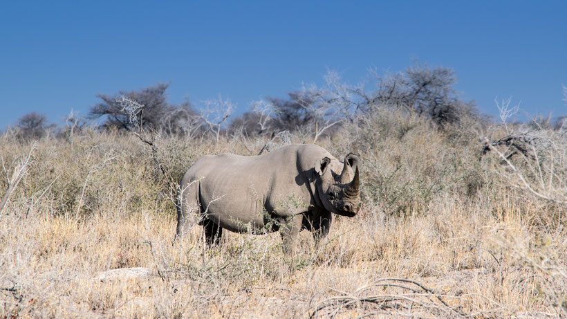 Spitzmaulnashorn im Etosha National Park Namibia
