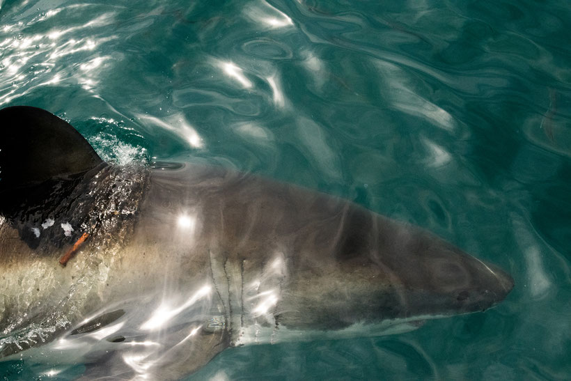 Haitauchen Gansbaai Südafrika