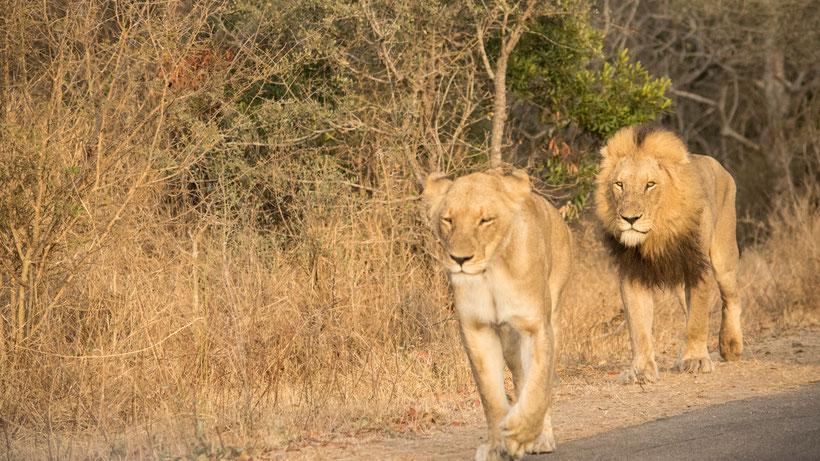 Löwen Kruger National Park Südafrika