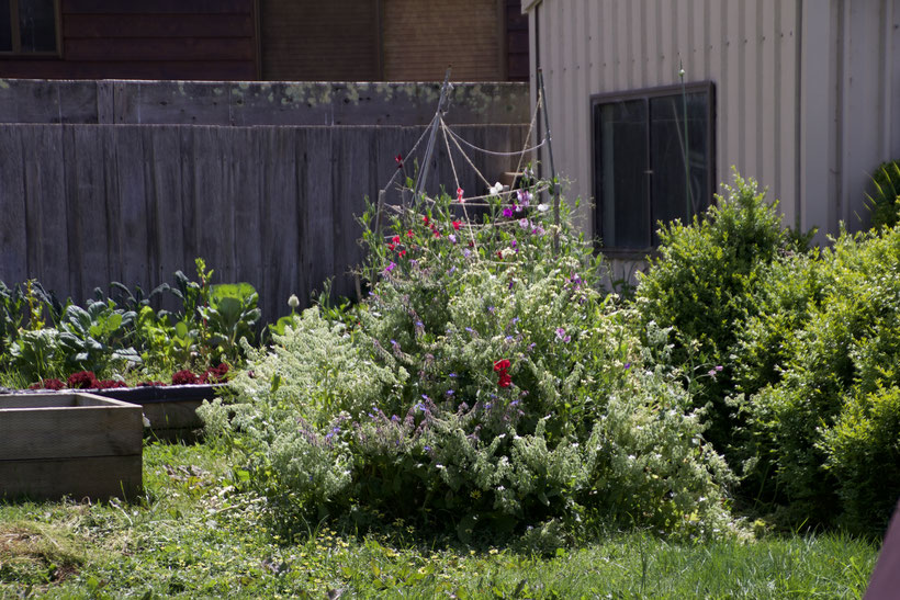 green bush in sun lit vegetable garden