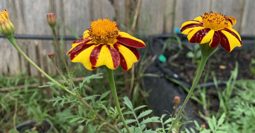 Stripes of the "Court Jester" Marigold.