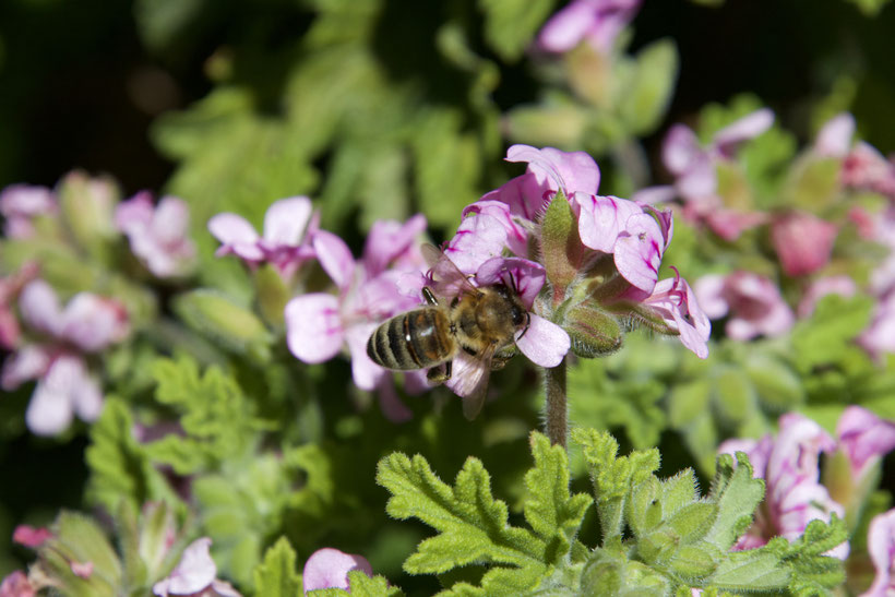 bee on geranium