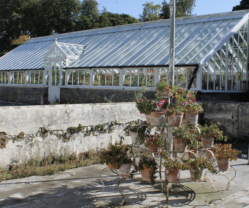 Potted plants outside greenhouse at Birr Castle.