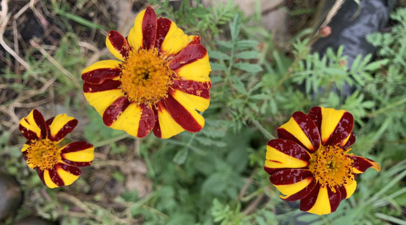 Heirloom "Court Jester" French Marigold.