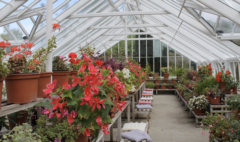 Begonia's inside Birr Castle Glasshouse