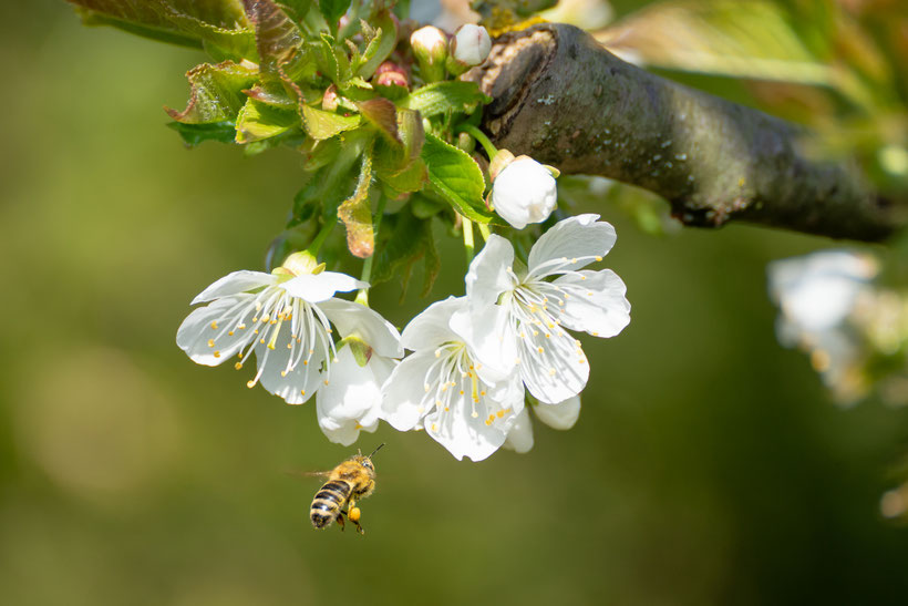 A bee at work at a cherry tree