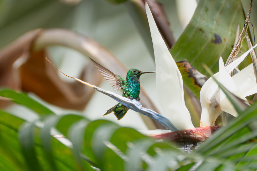 A hummingbird looking for food in a palm tree blossom, Curacao