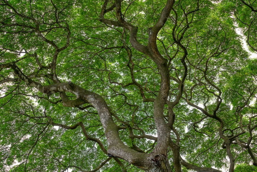The crown of a koa acacia at O'ahu, Hawaii