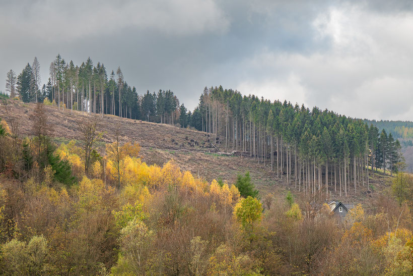 Leftovers of a monoculture of spruces on a hillside. Sauerland, Germany (2022)