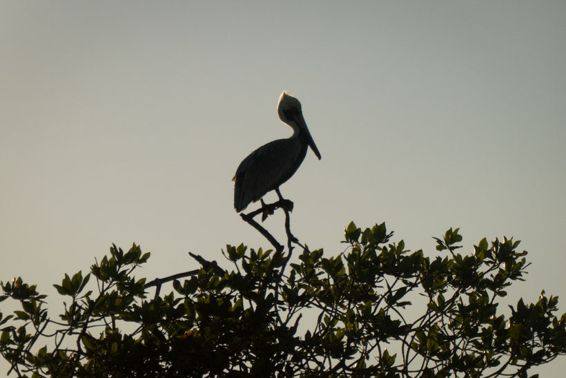 A pelican sits on a tree top.