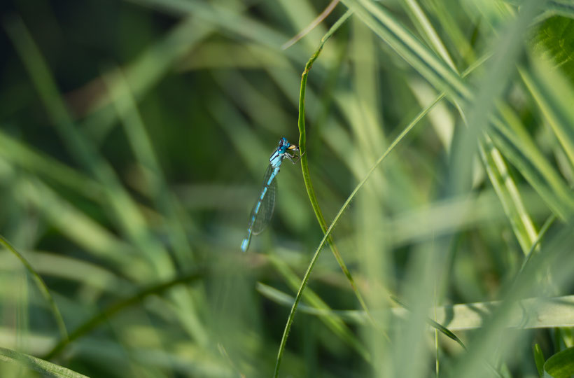 A damselfly at lunch