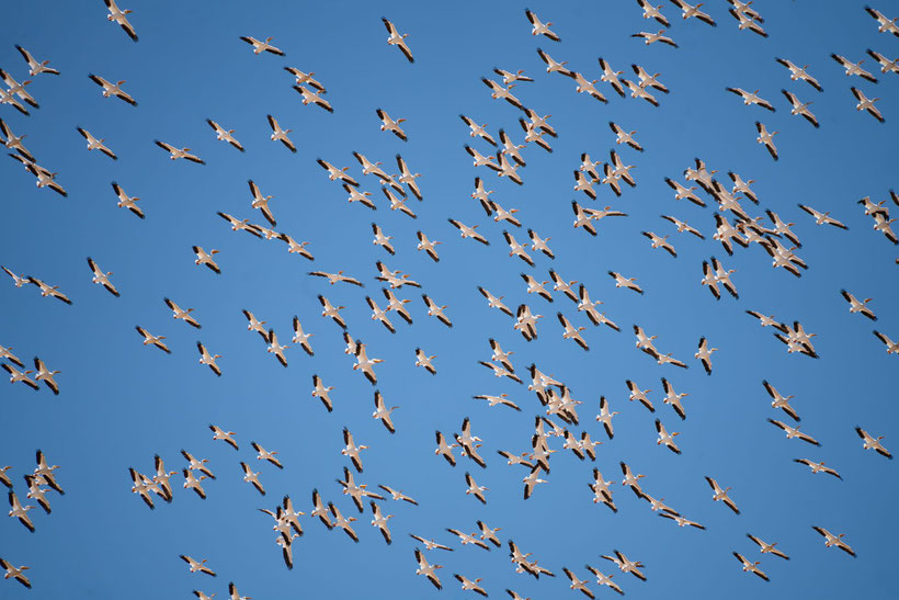 Migrating birds at a blue sky.