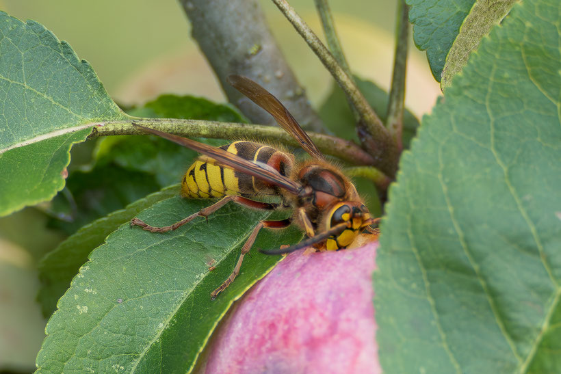 A hornet feeds itself with an apple.