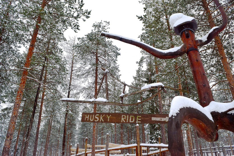 Husky Farm & Husky Sledding in Rovaniemi, Finland