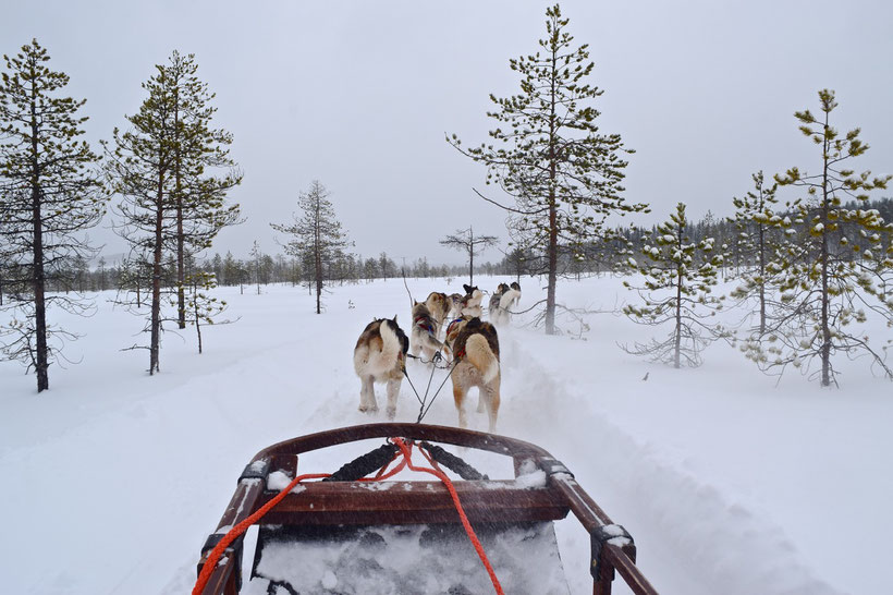 What to Do in Rovaniemi, Finland in Winter - Husky Sledding