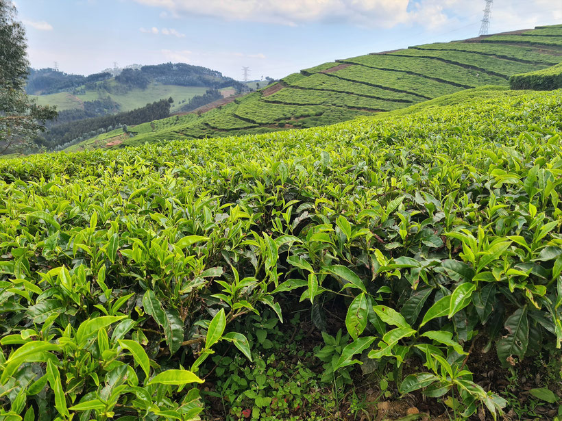 7 Days in Rwanda - Travel Itinerary - Tea and Coffee Plantations