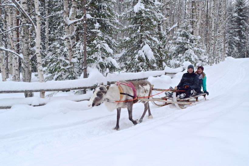 What to Do in Rovaniemi, Finland in Winter - Reindeer Sledding