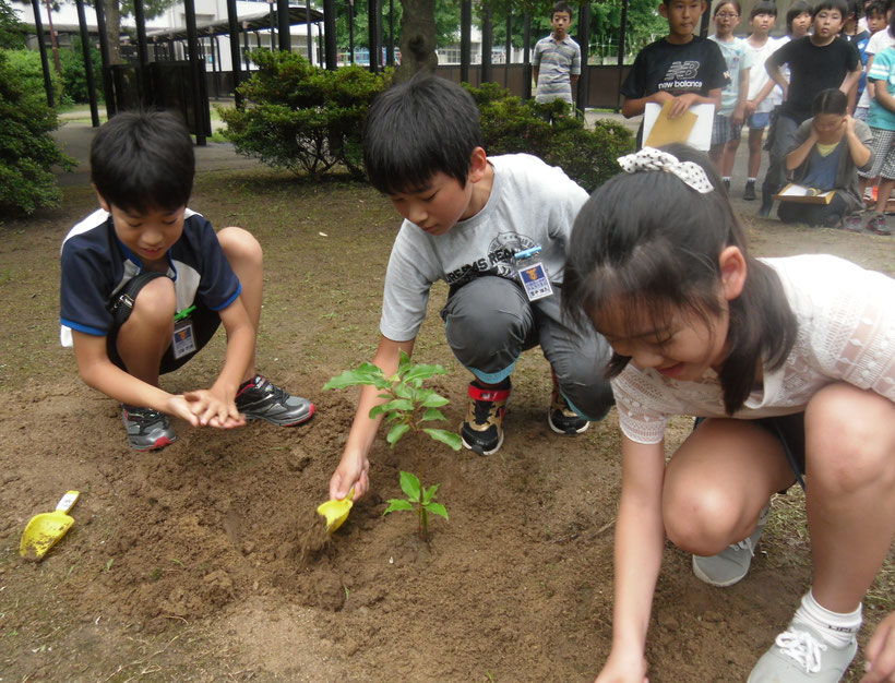 古賀西小での被爆クスノキ植樹（２０１６年）