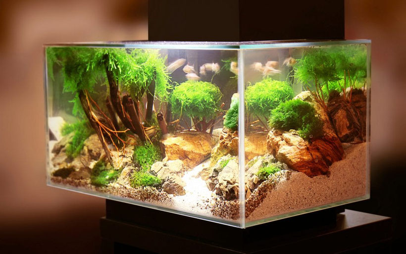 Aquarium kaufen - aquarium24 | Aquarien und mehr! Aquarium kaufen - aquarium24 | Aquarien und mehr!