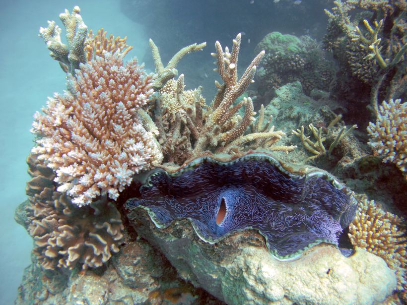 Corals at Great Barrier Reef