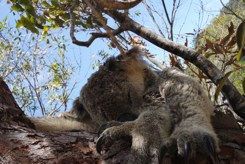 Koala sleeping in a tree