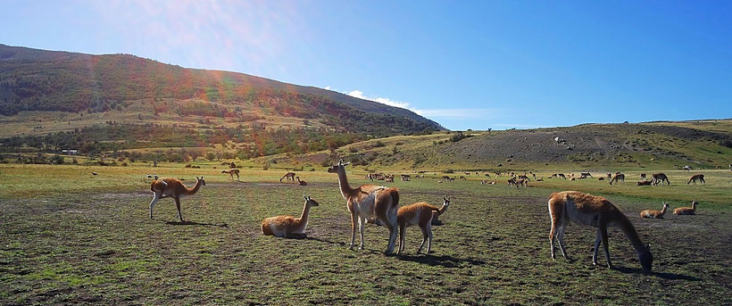 Big group of Guanacos