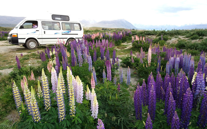 Camping in the lupine field
