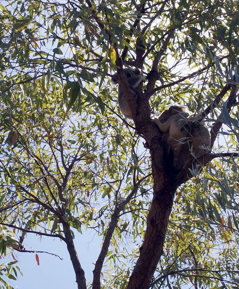 Koala mama with baby