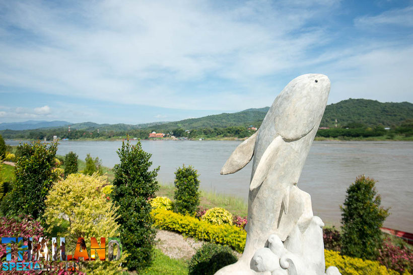 Mekong Riesen Wels in Chiang Khong
