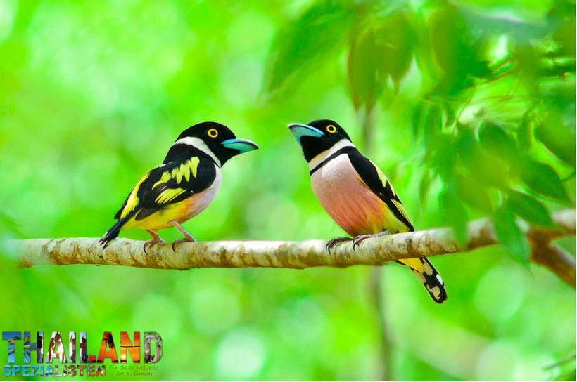 Ornithologische Reise Thailand