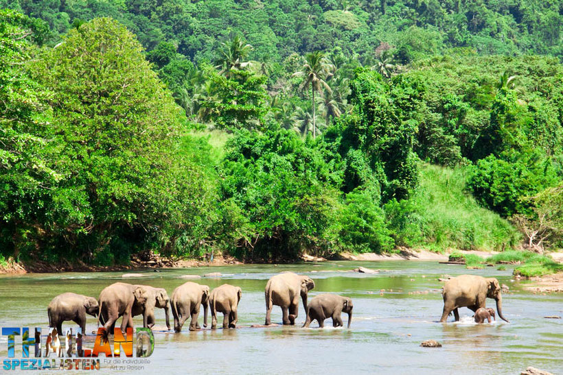 Wilde Elefanten in Sri Lanka überqueren den Fluss